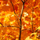 Illustration for article titled 76 Stunning Photos Of Fall Leaves